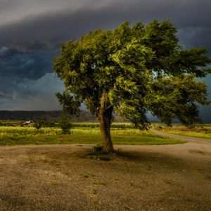 Десетки сигнали за паднали дървета, клони, потрошени коли и климатици заради ураганния вятър