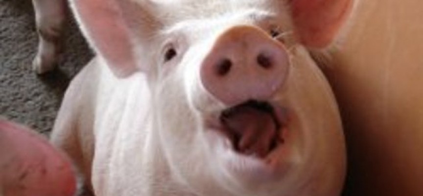 Областната епизоотична комисия: Няма нови чумави свине